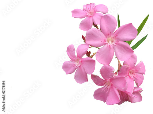 Pink flowers isolated background