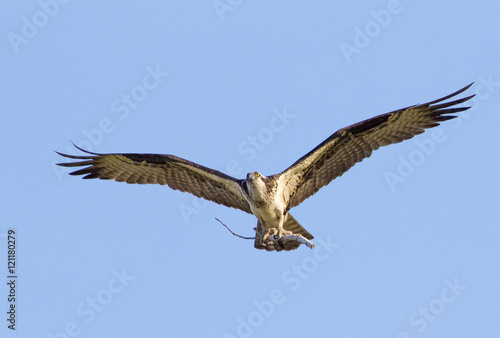 osprey flying to the nest