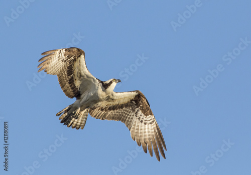 Flying osprey - Colorado