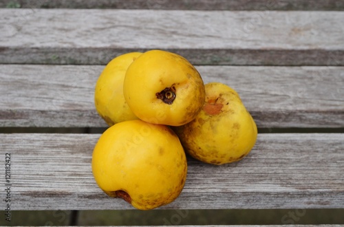 Yellow fruit of the flowering quince (chaenomeles)