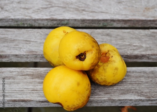 Yellow fruit of the flowering quince (chaenomeles)