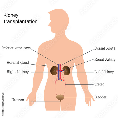 Structure and function of urinary system.