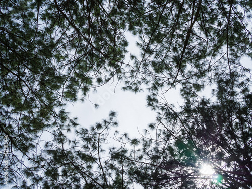 Pine forest looking up view