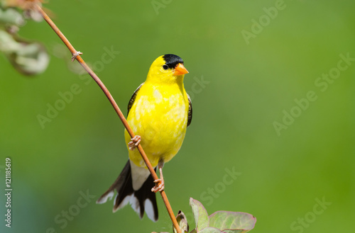 Fototapet Male American Goldfinch, with a Green Background