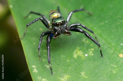 Black metallic jumping spider (Phintella vittata) on a leaf © naaimzerox2