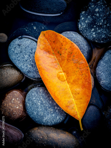 Photography Autumn season and peaceful concepts. Orange leaves falling on ri