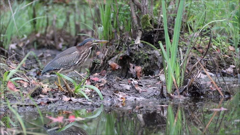 Green heron exhibits exceptional patience in search of food Green heron exhibits exceptional patience in search of food