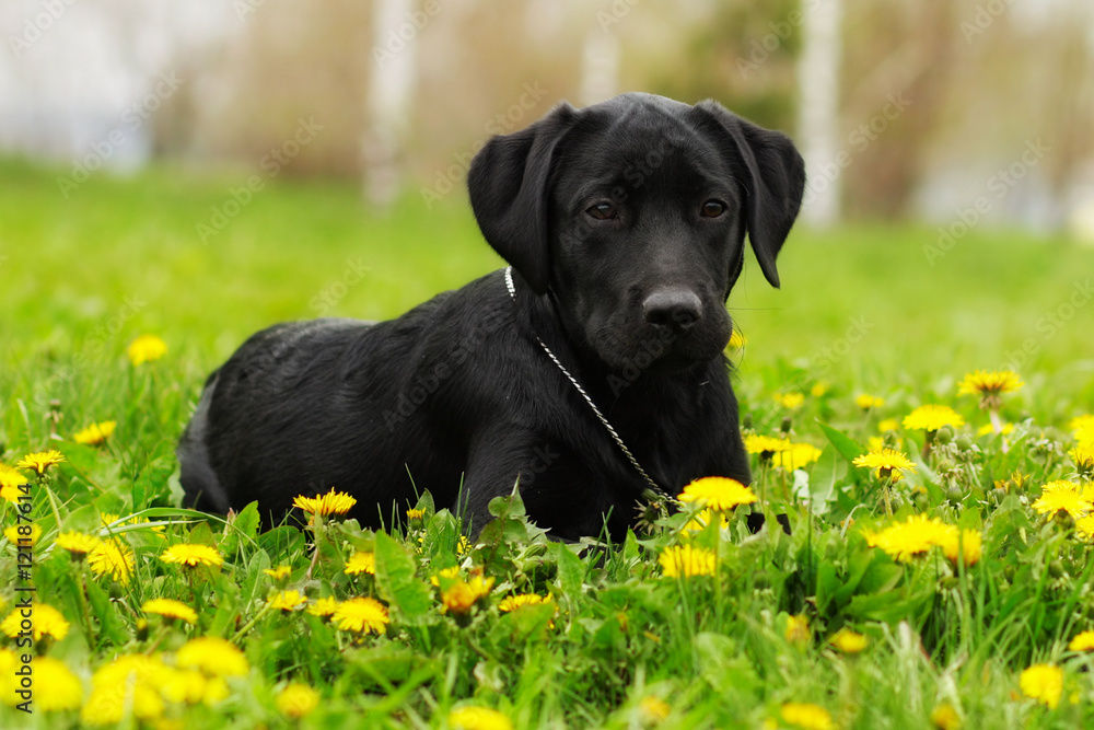 Beautiful purebred black Labrador puppy lying in the summer outd Beautiful purebred black Labrador puppy lying in the summer outd