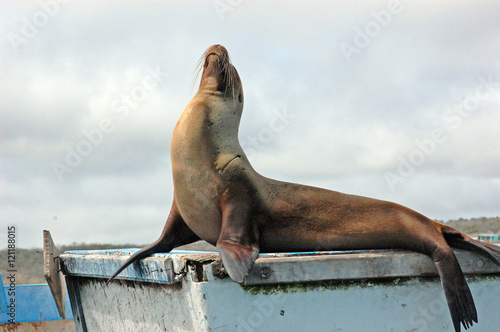 Sea lion warming in the sun on an old boat, Galapagos