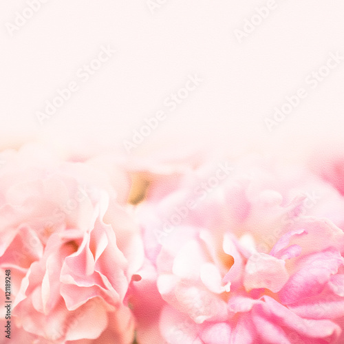 sweet pink roses in soft color on mulberry paper texture for romantic background    