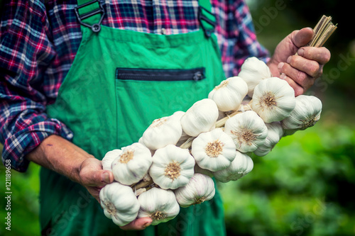 Garlic. Farmer in the garden holding bunch of garlic.