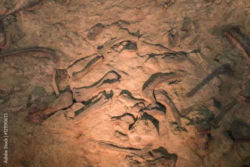 Dinosaur fossil,Skeleton of dinosaur fossil,Old dinosaur fossil,Dinosaur Fossil in rock and sand