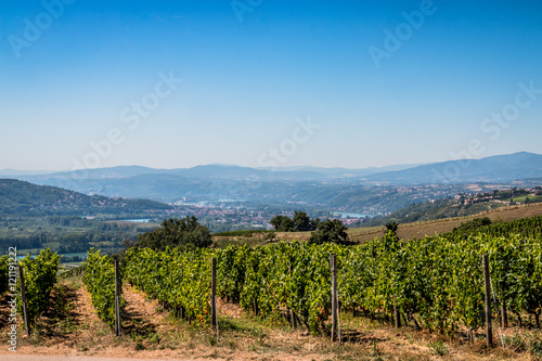 Champs de vignes dans la vallée du Rhône