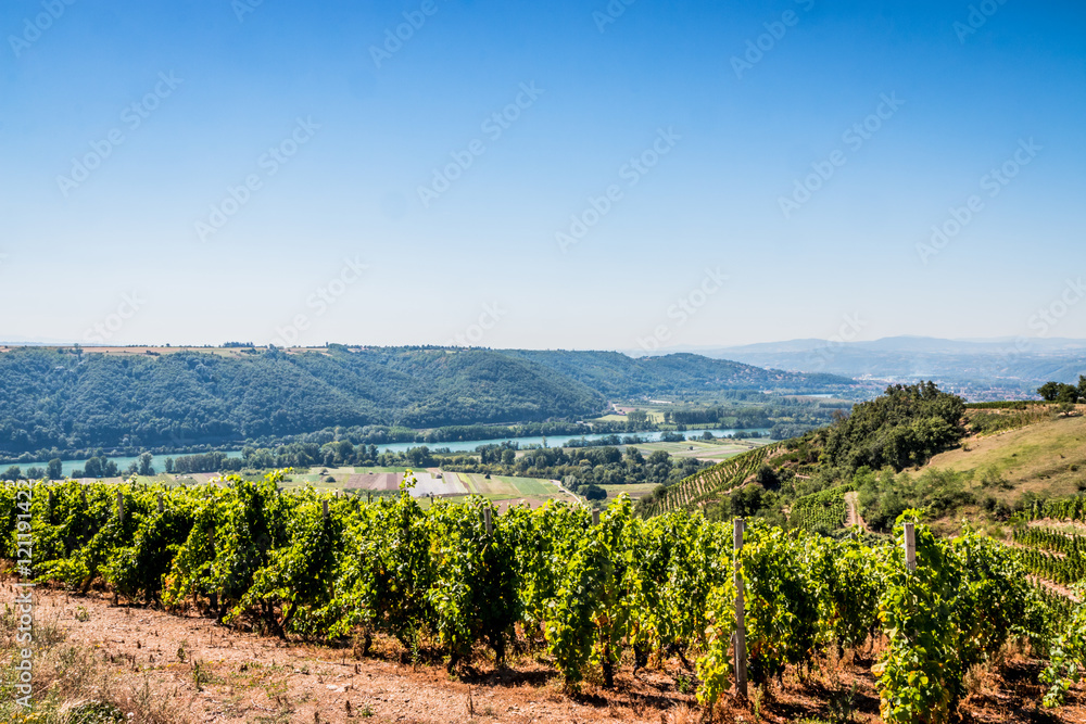 Champs de vignes dans la vallée du Rhône