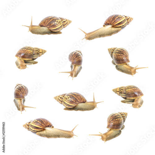 Closeup group of snail in many act isolated on white background