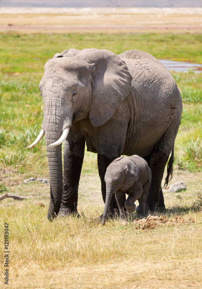 Fototapeta premium Elephant mother and baby. Full length portrait in Amboseli Natio