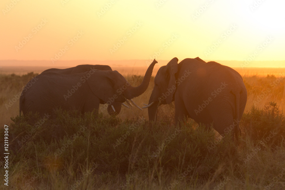 Typical african sunrise with elephants silhouettes in Masai Mara