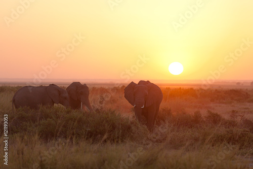 Fototapeta Naklejka Na Ścianę i Meble -  Typical african sunrise with elephants silhouettes in Masai Mara