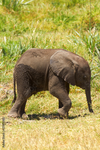 Baby elephant portrait in Amboseli National Park, Kenya. Vertica