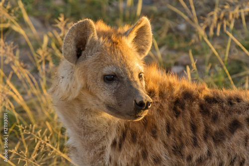 Young hyena just come out from their hole in the early morning,