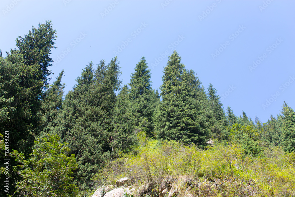 beautiful Christmas tree in the mountains in summer beautiful Christmas tree in the mountains in summer
