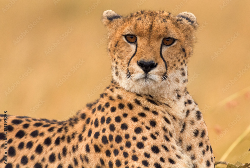 Male cheetah sitting in grass and looking for its pray in Masai Male cheetah sitting in grass and looking for its pray in Masai