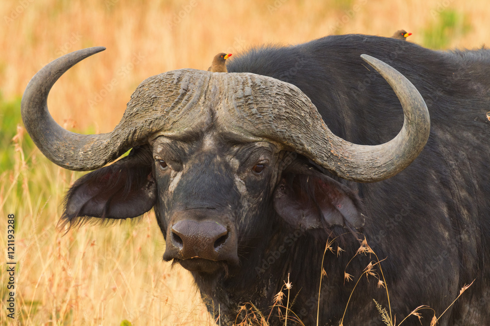 Male buffalo with ox-peckers walking in grass in Masai Mara, Ken Male buffalo with ox-peckers walking in grass in Masai Mara, Ken