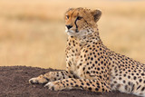 Male cheetah sitting in grass and looking for its pray in Masai
