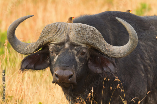 Male buffalo with ox-peckers walking in grass in Masai Mara, Ken
