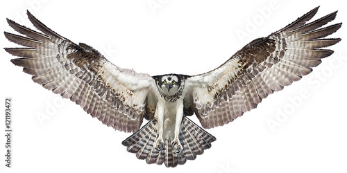 Obraz na plátně Osprey hawk winged landing hand draw and paint on white background vector illustration