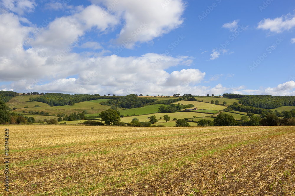 Obraz premium summer agriculture