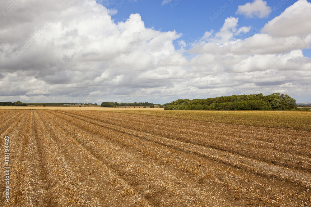 potato crop