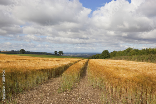 golden barley field