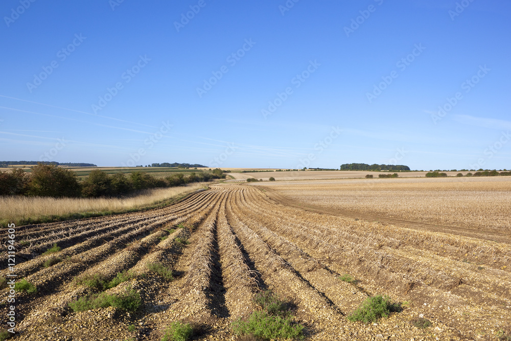 potato rows in late summer potato rows in late summer