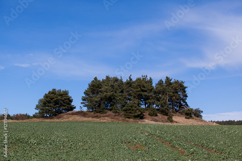 bestelltes Rapsfeld im Herbst photo