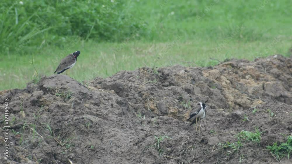 pair of red-wattled lapwing bird is cleaning itself on the soil pile in the field pair of red-wattled lapwing bird is cleaning itself on the soil pile in the field