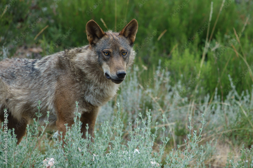 Canis Lupus Signatus watching Canis Lupus Signatus watching