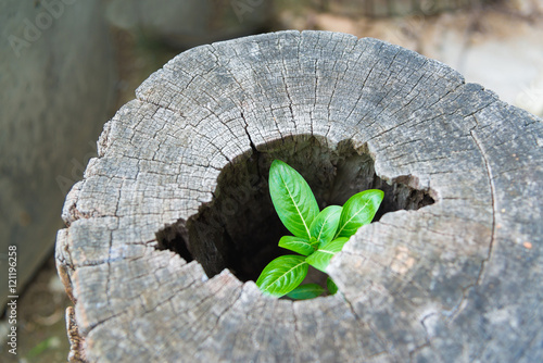 Fotografi Strong trees grow up in the hollow of a tree stump.