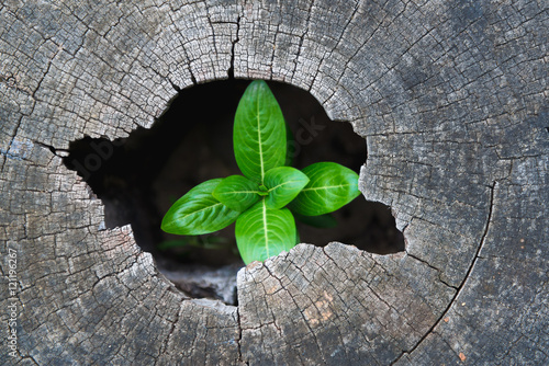 Strong trees grow up in the hollow of a tree stump. photo