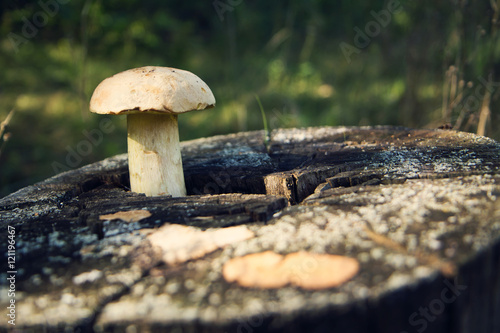 Белый гриб на пне