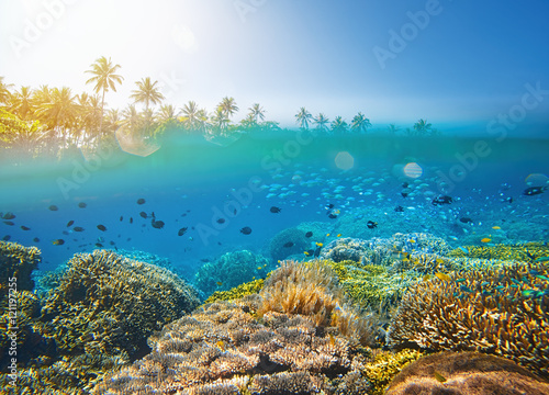 Coral reef in tropical sea on a background of island