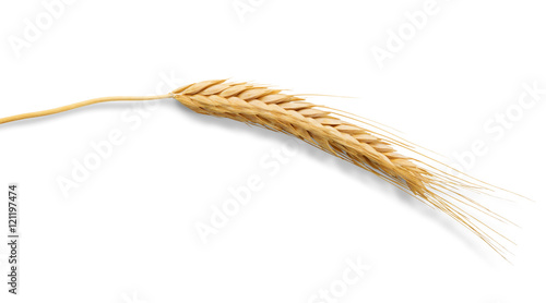 Ripe ear of wheat isolated on white background