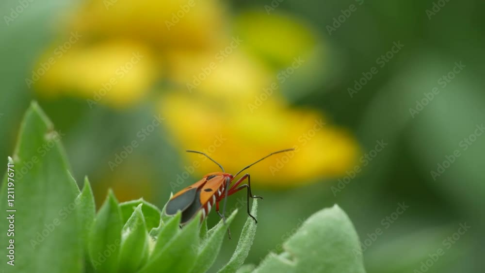 a cotton stainer bug is resting on the plant tip in the garden a cotton stainer bug is resting on the plant tip in the garden