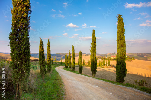 Cypresses Trees and ground road - Tuscany rural