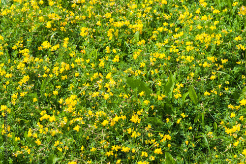 Yellow wildflowers and green grass