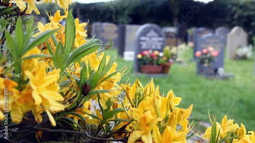 Daylillies (Hemerocallis) flowers growing in a churchyard in north west England with well-kept gravestones beyond.