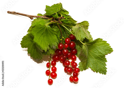 Two racemes of red currant berries