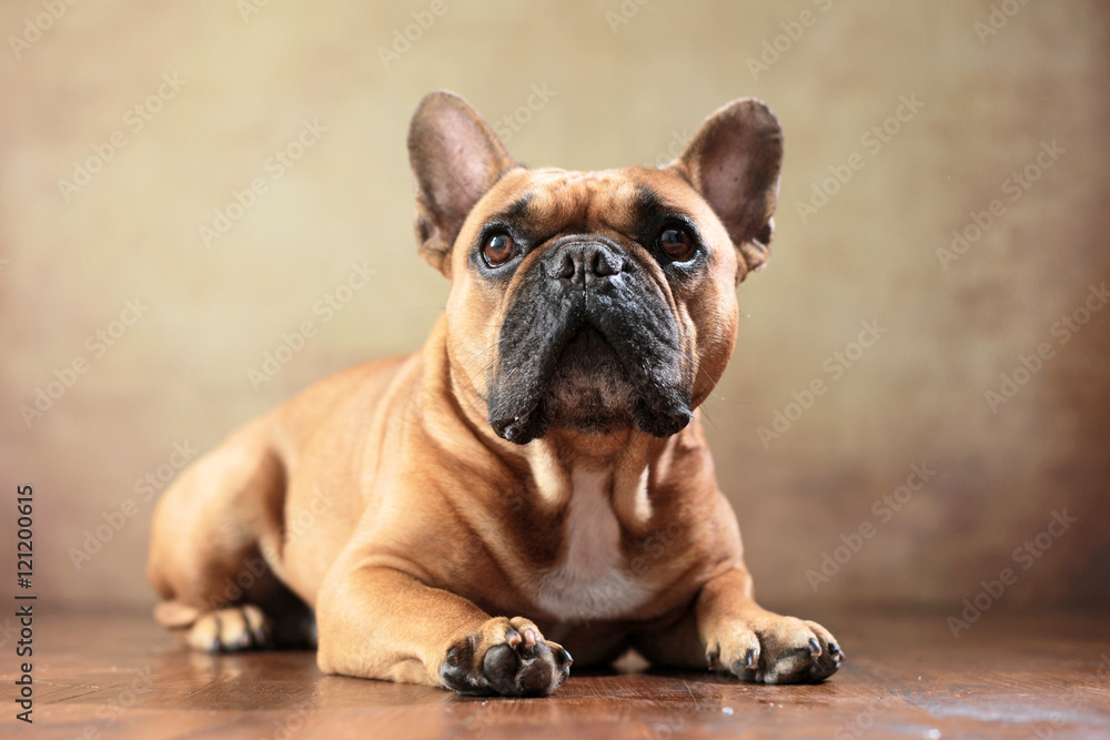 liegende Französische Bulldogge im Studio