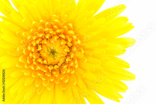 Fototapeta Naklejka Na Ścianę i Meble -  Closeup a yellow gerbera daisy flower.