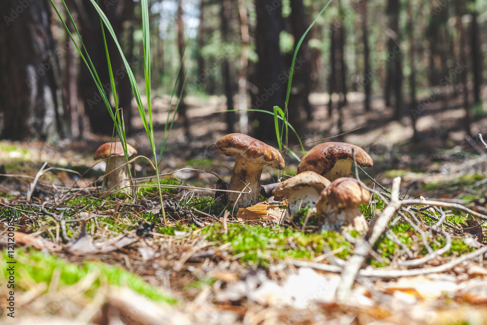 several boletus mushrooms on green moss in forest several boletus mushrooms on green moss in forest